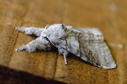 Calliteara pudibunda